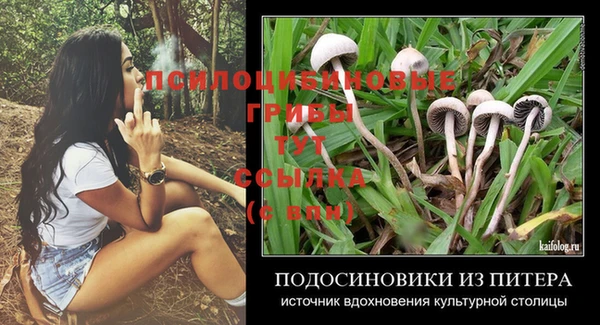 гашик Майский